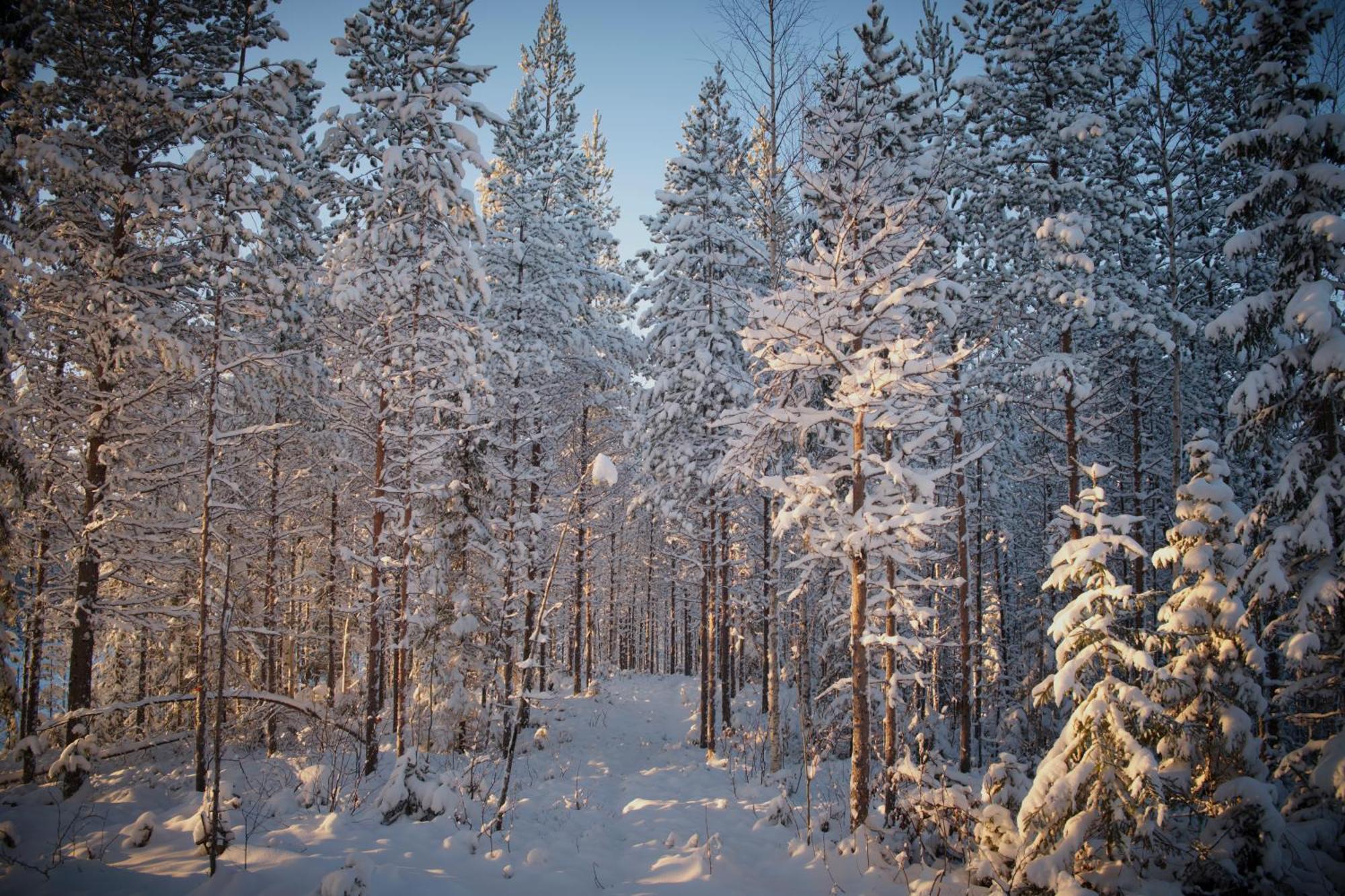 Langforsen Glamping & Lapland Experience Hotel Lapptrask Екстериор снимка